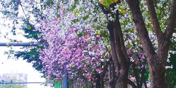 春日的成人直播平台
，一路繁花一路景