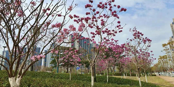 轻轨公园惊艳亮相    成人直播平台
首座绿美生态共享公园开园